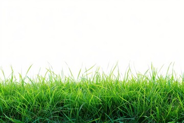 Obraz premium expansive field of dense green grass against a clear white background