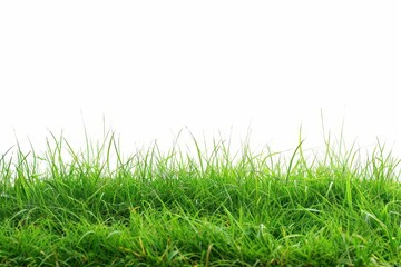 Fototapeta premium wide open meadow featuring vibrant green grass on a simple white canvas