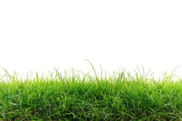 Obraz premium idyllic rural landscape with healthy green grass on a simple white background