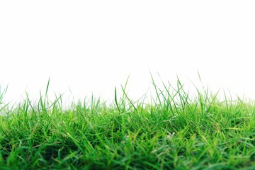 Fototapeta premium natural beauty of green grassland contrasting with a clean white backdrop