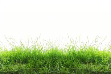 Obraz premium wide open meadow with healthy green grass on a blank white canvas
