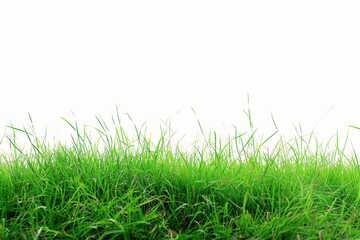 Fototapeta premium countryside panorama featuring vibrant green grass against a clear white backdrop