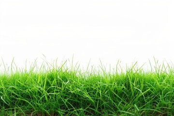 Fototapeta premium scenic outdoor setting showcasing lush green grass against a pure white backdrop