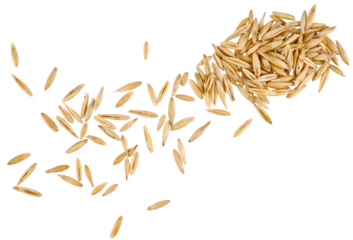 Scattered oat grain seeds isolated on a transparent background. Top view.