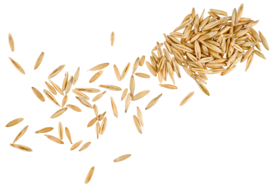 Scattered oat grain seeds isolated on a transparent background. Top view.
