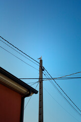 Fototapeta premium Gaviota en lo alto de un poste entre cables