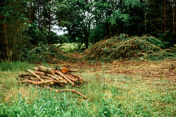 Deforestation, forest clearing in summer time.