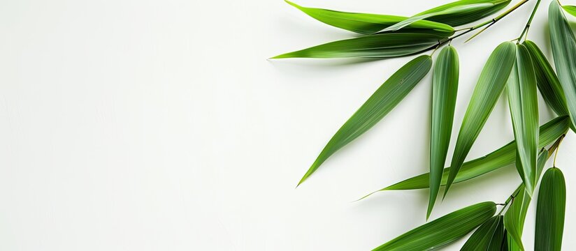 Bambusoideae plant with green leaves, showcasing a bamboo leaf on a white backdrop for copy space image.
