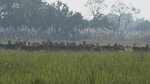 Swamp deer - barasinghe in Nepal.