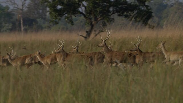 swamp deer - barasinghe in Suklafata National Park.
