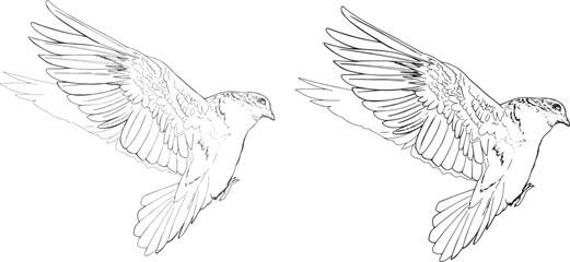 Vector Linear drawing pigeon coloring book clip art design dove bird peace symbol detailed realistic outline Line Art page design realistic wild animal doodle hand drawn graphic postcard wedding