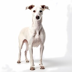 Whippet dog breed standing against white background, AI Generated