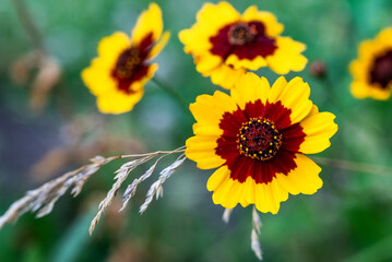 Plains coreopsis