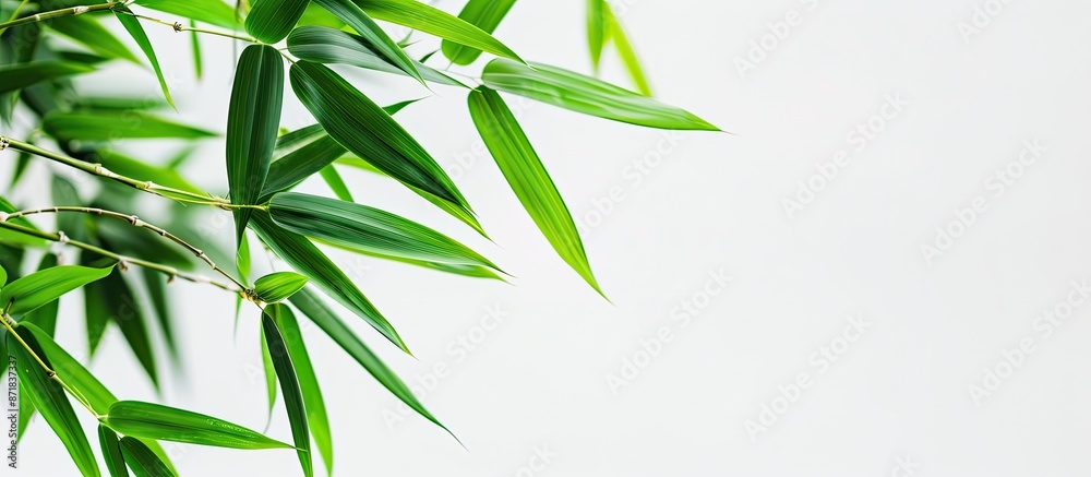 Aufkleber bamboo leaves on a white backdrop with copy space image.
