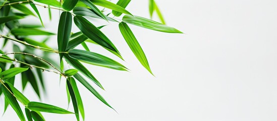 Bamboo leaves on a white backdrop with copy space image.