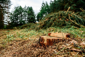 Deforestation, forest clearing in summer time.