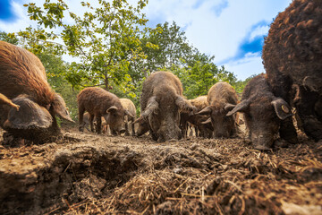 Mangalica pig herd