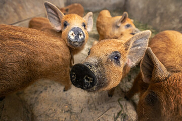 Fototapeta premium Curious piglets looking at camera