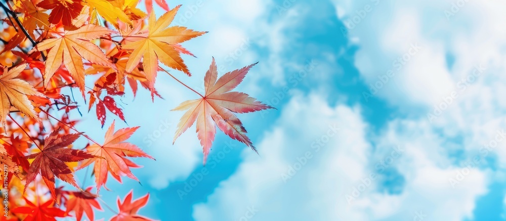 Poster copy space image featuring maple leaves in shades of red and yellow contrasted against a blue sky wi