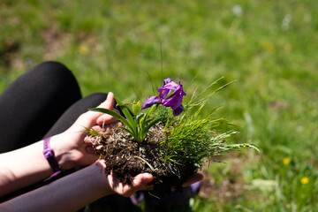 Hiker gently holding a wild iris and its soil.