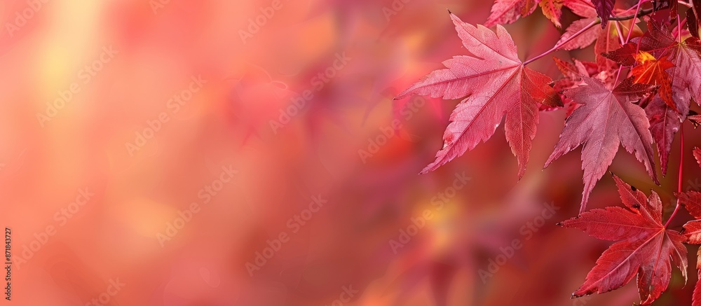 Poster blurry natural background with autumn maple leaves in red and yellow, perfect as a copy space image.