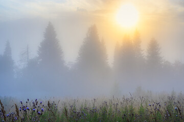 Summer nature in the countryside. Amazing sunrise over the forest and glade. Beautiful golden...