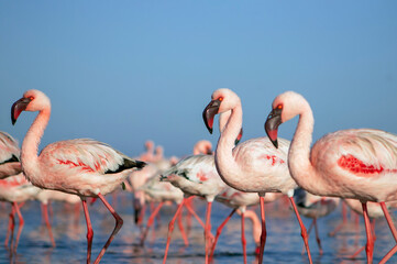 African wild birds. A flock of great flamingos on the blue lagoon against the bright sky