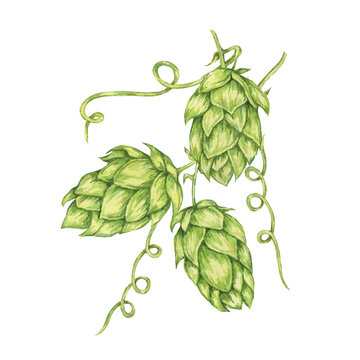 Hop cones watercolor illustration. Green humulus lupulus vine for Oktoberfest, St. Patrick's day celebration, beer brewing industry. Hops plant clipart for brewery design, beer label, menu