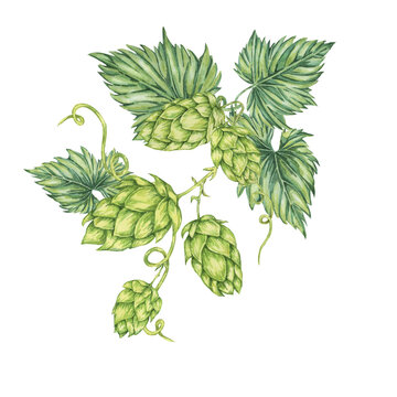 Hop cones and leaves watercolor illustration. Green humulus lupulus vine composition for Oktoberfest, St. Patrick's day celebration, beer label, brewery design. Hops plant clipart for menu, poster