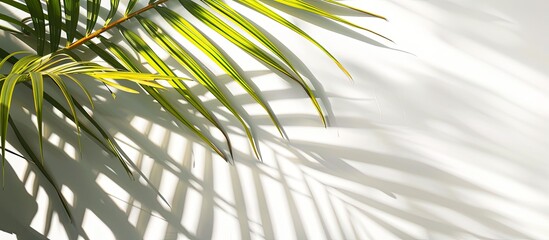 Close-up of a tropical palm branch set against a white background with sunlight and shadow, creating a summer vacation theme with ample copy space for text or images.