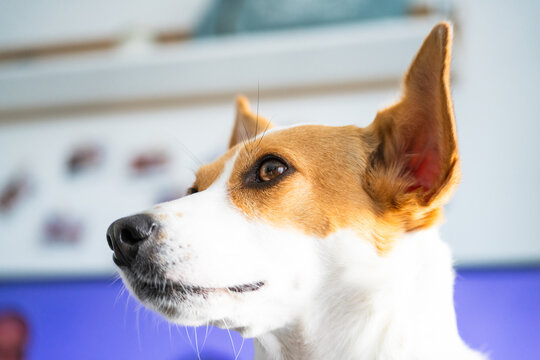 Introducing Zoey, a delightful and photogenic dog, captured in a series of heartwarming and high-quality images.