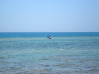 Fototapeta premium Horse in Red Sea
