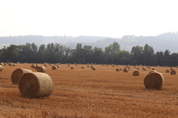 Straw bales in the field