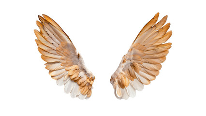 Fototapeta premium Close-up of symmetrical bird wings with gradient brown feathers on a white background, symbolizing freedom and nature.
