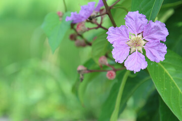copy-space flowers,  single flower above or top view on the garden with violet  color, beautiful,...