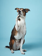 a mixed-breed dog sits elegantly against a tranquil blue background, exuding a sense of calm intelligence