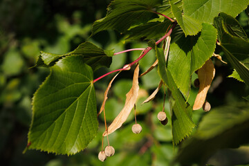 European or cordata Tilia. Branch of linden with green heart-shaped leaves and dry mature fruits in autumn. Interesting fall nature concept for background design