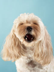 A Havanese dog mid-yawn, its wispy beige fur contrasting with a light blue background, exudes a sense of contentedness