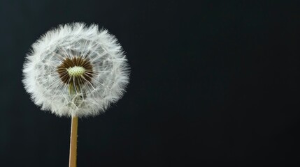 Close up dandelion flower on black background with space for text