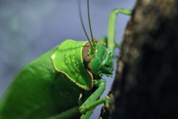 A large, bright green grasshopper. Happiness: Beautiful colors of plants and animals are in the perfect forest during the rainy season.