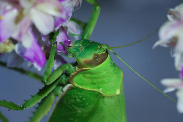 A large, bright green grasshopper. Eating purple and white orchids in the forest with happiness Beautiful colors of plants and animals in the perfect forest during the rainy season.