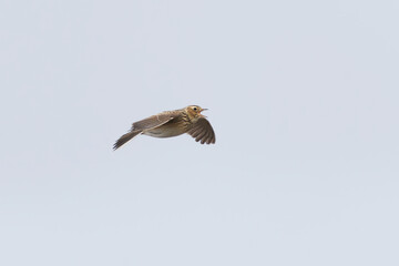 Eurasian skylark (Alauda arvensis) flying and singing in spring.