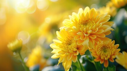 Obraz premium Symbolic meaning of yellow chrysanthemum in different cultures
