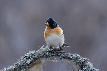 Brambling (Fringilla montifringilla) male perched on a branch in spring.	
