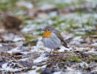 European robin (erithacus rubecula) standing on the ground in spring.	
