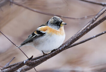 Brambling (Fringilla montifringilla) male perched on a branch in spring.	
