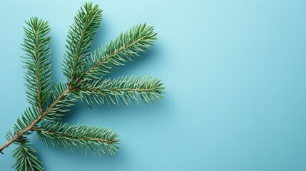 Fir branch on blue background top view for Christmas card
