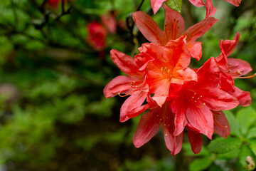 Obraz premium Close up on red-orange azaleas flower on green leaves background