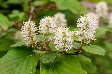 Beautiful bottlebrush flowers of witch alder