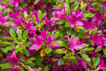 Vibrant purple azalea flowers, clustered and ruffled